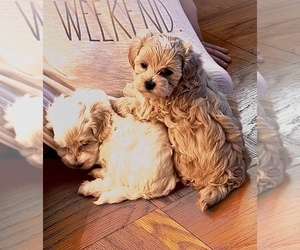 Maltipoo Puppy for Sale in ALEXANDRIA, Virginia USA