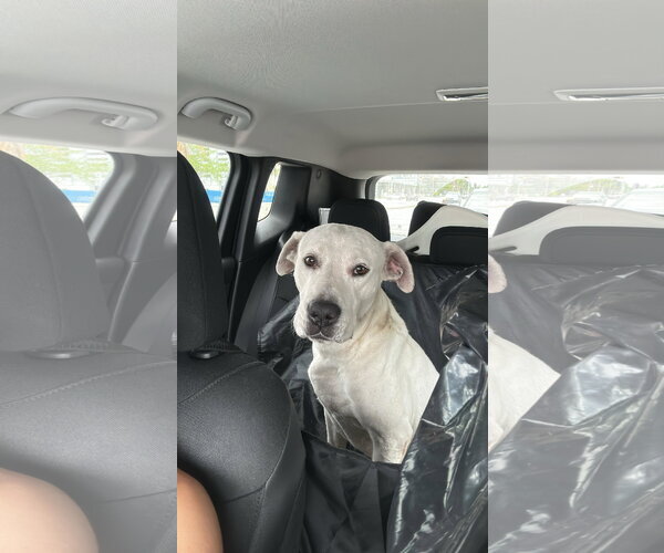 Medium Photo #3 Great Dane-Labrador Retriever Mix Puppy For Sale in Miami, FL, USA