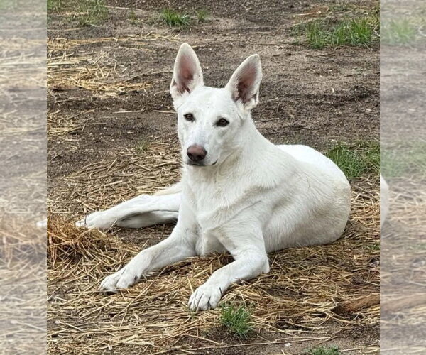 Medium Photo #1 - Mix Puppy For Sale in Hoffman Estates, IL, USA