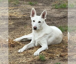 - Mix Dogs for adoption in Hoffman Estates, IL, USA