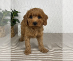 Small #4 Cavapoo