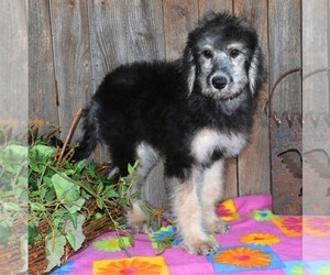 Australian Labradoodle Puppy for sale in ASPERMONT, TX, USA