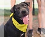 Small Labrador Retriever Mix