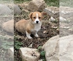 Small Photo #2 Pembroke Welsh Corgi Puppy For Sale in BEECH GROVE, IN, USA