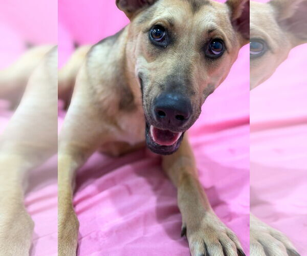 Medium Photo #4 Mutt Puppy For Sale in Sandy, UT, USA