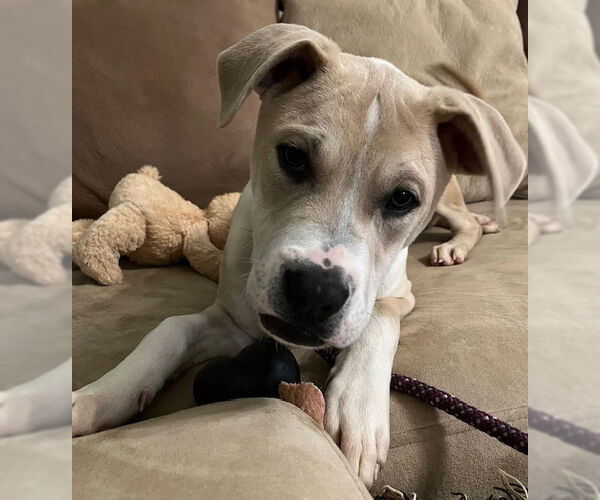 Medium Photo #8 Mutt Puppy For Sale in Rockaway, NJ, USA