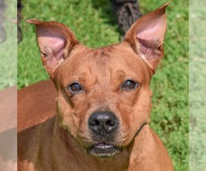 American Staffordshire Terrier-Red Heeler Mix Dogs for adoption in Huntley, IL, USA