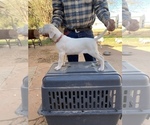 Small Dogo Argentino