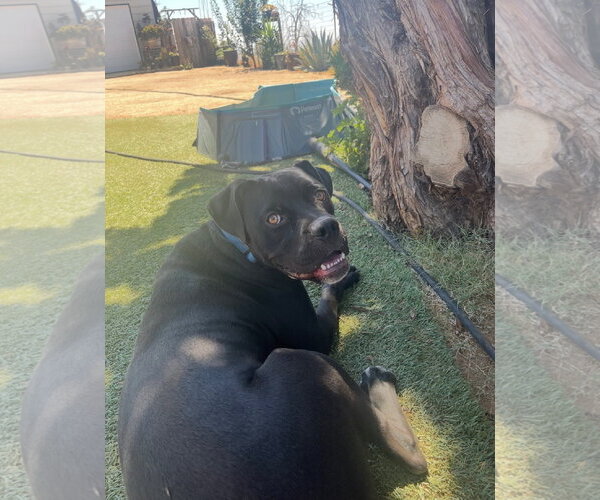 Medium Photo #6 Mutt Puppy For Sale in Goodyear, AZ, USA