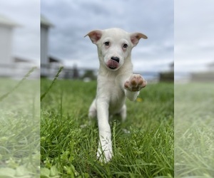 Australian Cattle Dog Puppy for sale in GAP, PA, USA