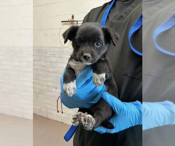 Medium Photo #1 Boxador Puppy For Sale in San Bernardino, CA, USA