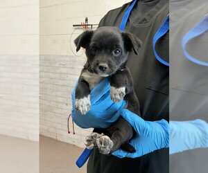 Boxador Dogs for adoption in San Bernardino, CA, USA