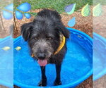 Small #1 Irish Wolfhound Mix