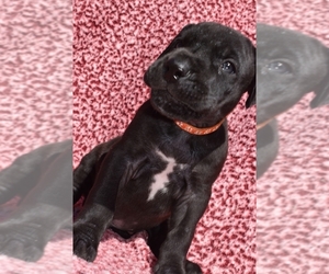 Great Dane Puppy for sale in ALVARADO, TX, USA