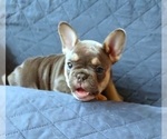Small Photo #35 French Bulldog Puppy For Sale in MANHATTAN, NY, USA