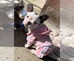 Small Photo #4 French Bulldog Puppy For Sale in MIRA LOMA, CA, USA