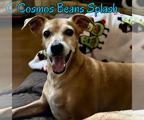 Medium Photo #22 Chiweenie Puppy For Sale in San Antonio, TX, USA