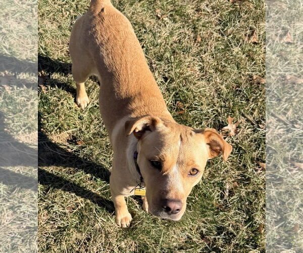 Medium Photo #7 Mutt Puppy For Sale in Rockaway, NJ, USA