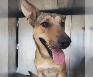 German Shepherd Dog-Unknown Mix Dogs for adoption in San Antonio, TX, USA