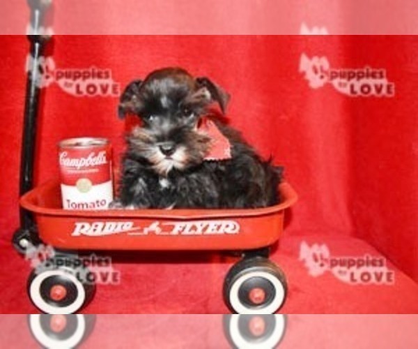 Medium Photo #7 Schnauzer (Miniature) Puppy For Sale in SANGER, TX, USA