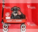 Small Photo #7 Schnauzer (Miniature) Puppy For Sale in SANGER, TX, USA