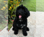 Puppy Puppy 1 Goldendoodle-Soft Coated Wheaten Terrier Mix