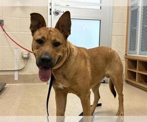 German Shepherd Dog-Unknown Mix Dogs for adoption in Grand Prairie, TX, USA