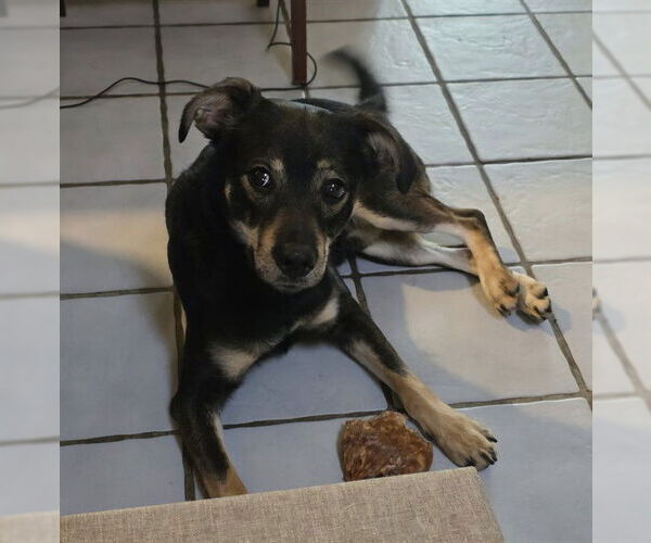 Medium Photo #1 Mutt Puppy For Sale in San Antonio, TX, USA