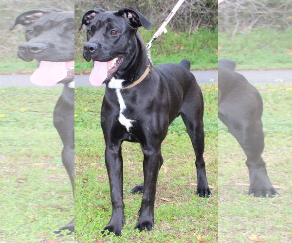 Medium Photo #1 Boxer-Unknown Mix Puppy For Sale in Prattville, AL, USA