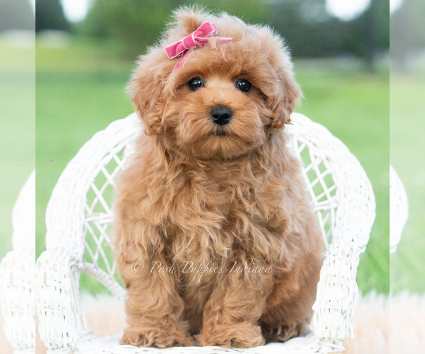 Medium Photo #5 Maltipoo (Toy) Puppy For Sale in WARSAW, IN, USA