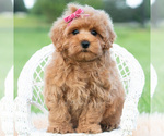 Small #4 Maltipoo (Toy)