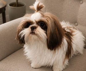 Father of the Shih Tzu puppies born on 02/22/2026