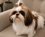 Small Photo #1 Shih Tzu Puppy For Sale in WESLEY CHAPEL, FL, USA