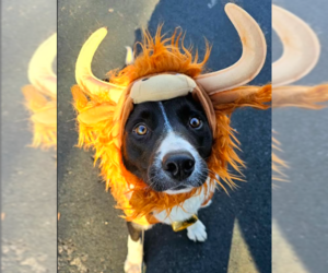 Collie-Unknown Mix Dogs for adoption in Brooklyn Center, MN, USA