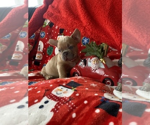 French Bulldog Puppy for sale in CHICAGO, IL, USA