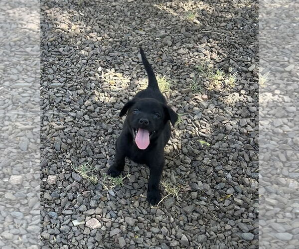 Medium Photo #2 Sheprador Puppy For Sale in Phoenix, AZ, USA