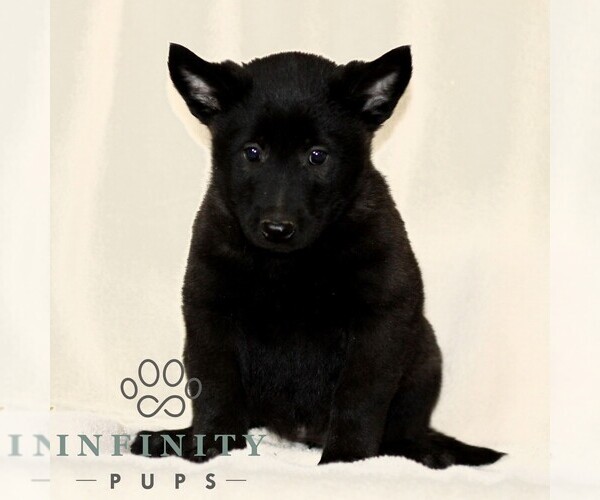 Medium Photo #3 Belgian Malinois Puppy For Sale in RONKS, PA, USA