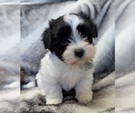 Small #1 Havanese
