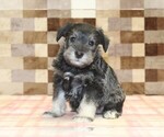 Small #3 Schnauzer (Miniature)