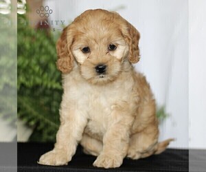 Cock-A-Poo Puppy for sale in CHRISTIANA, PA, USA