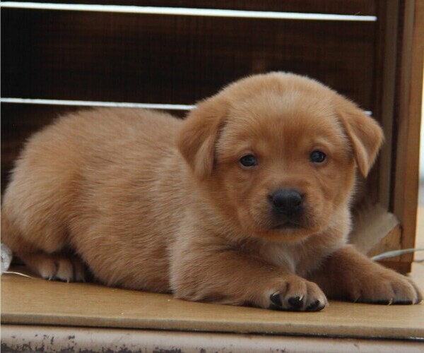 Medium Photo #1 Labrador Retriever Puppy For Sale in HYDE PARK, VT, USA
