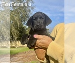 Small Photo #5 Labrador Retriever Puppy For Sale in OCALA, FL, USA