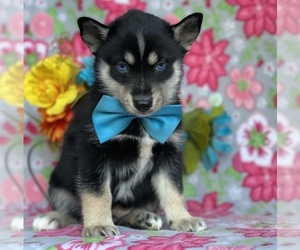 Pomsky Puppy for sale in LANCASTER, PA, USA