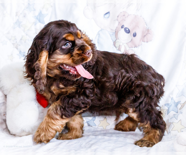 Medium Photo #3 Cocker Spaniel Puppy For Sale in WAKARUSA, IN, USA