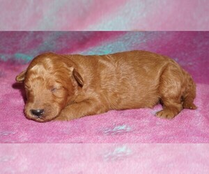 Labradoodle Puppy for sale in LA HABRA, CA, USA