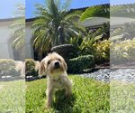 Small Photo #2 Maltese-Unknown Mix Puppy For Sale in Miami, FL, USA