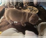 Small #9 French Bulldog