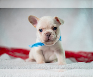 French Bulldog Puppy for sale in SPRINGFIELD, MO, USA