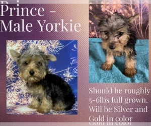 Yorkshire Terrier Puppy for sale in AZLE, TX, USA