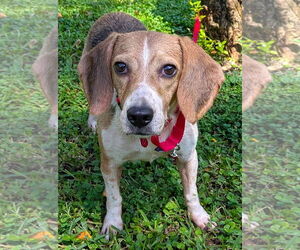 Beagle Dogs for adoption in Dunnellon, FL, USA